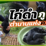 ไก่ดำภูพาน ตำนานแห่งความดำ