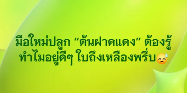 มือใหม่ปลูก “ต้นฝาดแดง” ต้องรู้ ทำไมอยู่ดีๆ ใบถึงเหลืองพรึ่บ